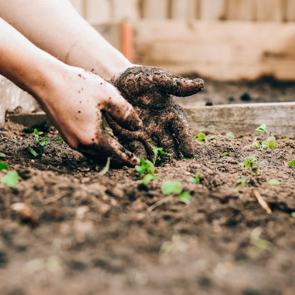 Hands planting a green seedling in garden soil
